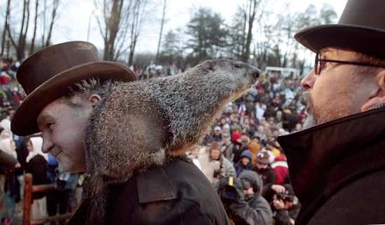 seMissourian.com: National News: Groundhogs badly behaved, poor ...