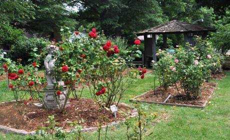 Submitted Story Revamping The Rose Garden In Cape Girardeau 6 4
