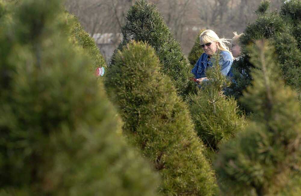Meier Horse Shoe Pines tree farm makes picking the perfect Christams tree a fun family outing