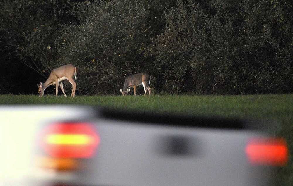 Deer in headlights look attraction