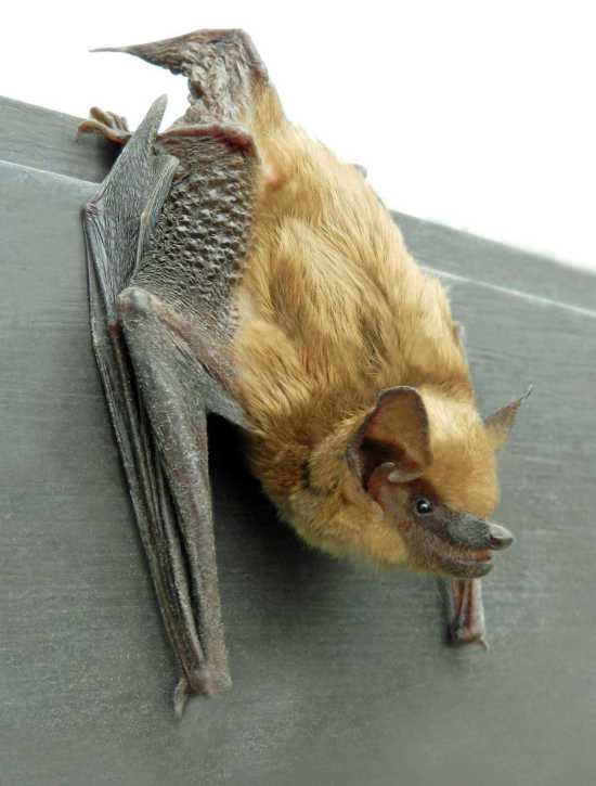 Column: Aaron Horrell: Big brown bat 1 of 14 species in state (5/6