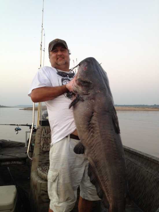 Submitted Story: huge catfish caught in Mississippi river. (8/5/13