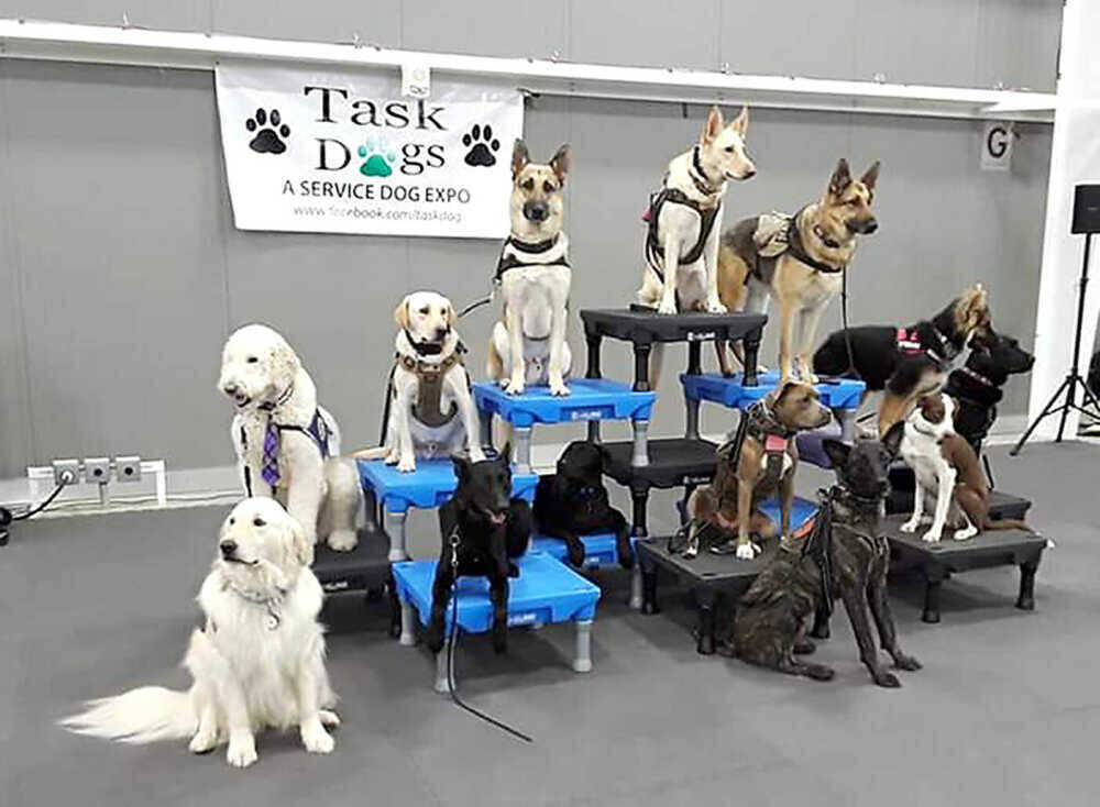 Story Task Dogs Service Dog Event Going Virtual 9 11 Southeast Missourian Newspaper Cape Girardeau Mo