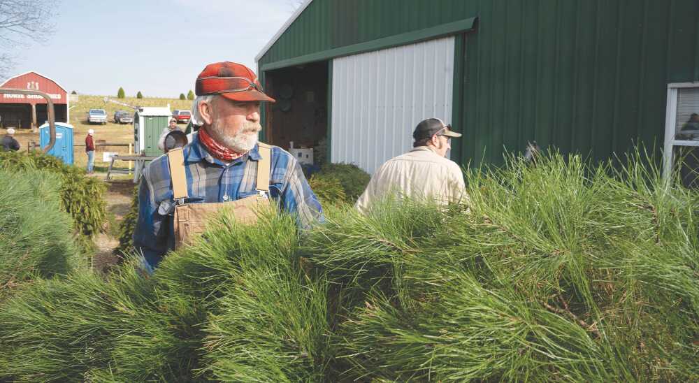 Farming for Christmas: Family-owned Christmas tree farm provides holiday magic