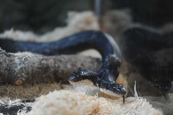 Black Rat Snake  A Naturalist's Journal